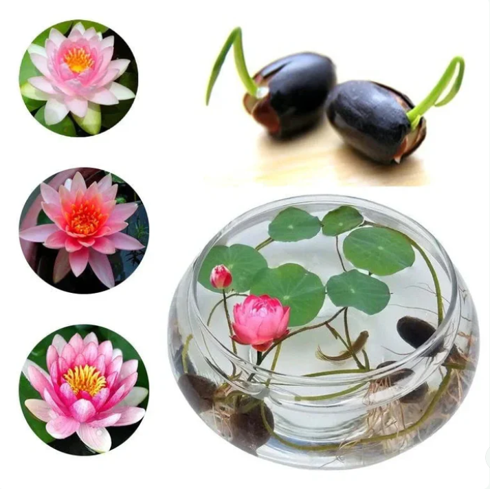 Premium Lotus- Kamal Flower seeds (Pack of 20)