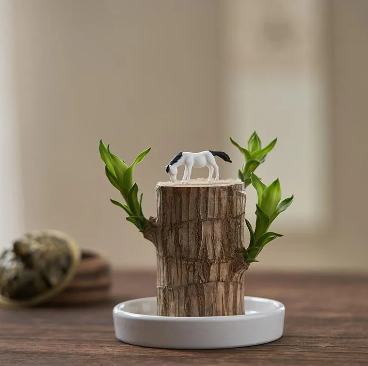 Brazilian Lucky Wood, Mini Home Plant - BUY 1 GET 1 FREE